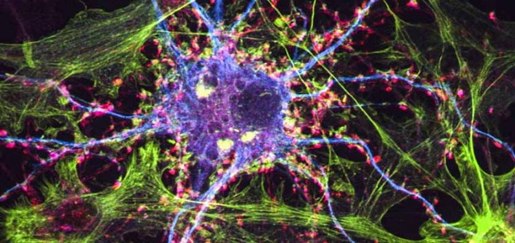 New Compound Related to Psychedelic Ibogaine Could Treat Addiction, Depression New Compound Related to Psychedelic Ibogaine Could Treat Addiction, Depression