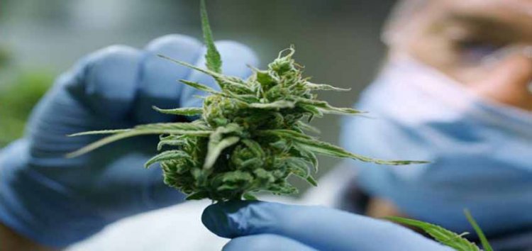 Cannabis, cannabinoids and cancer – the evidence so far
