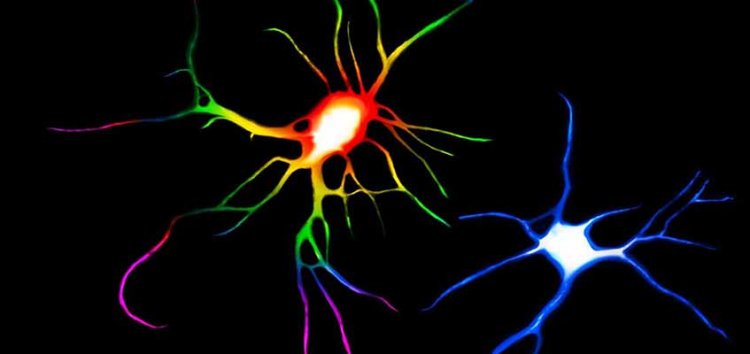 Psychedelic Drugs Change Structure of Neurons Psychedelic Drugs Change Structure of Neurons