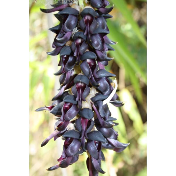 Body Supplements - Mucuna Pruriens Vega Caps 400mg (125 pieces)