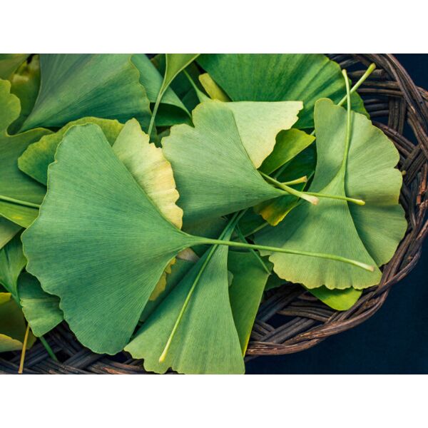 Gingko Biloba