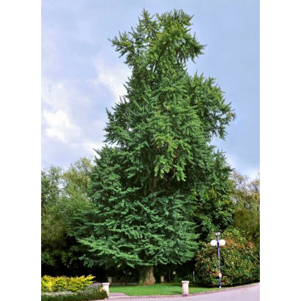 Gingko Biloba