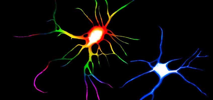 Psychedelic Drugs Change Structure of Neurons Psychedelic Drugs Change Structure of Neurons
